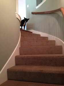 This is a picture of my black lab mix, Lucy, at the top of the stairs looking frightened.