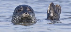 This is an Image of a harbor seal's head peaking out of the water.