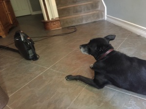This is a photo of a dog staring at a vacuum cleaner.